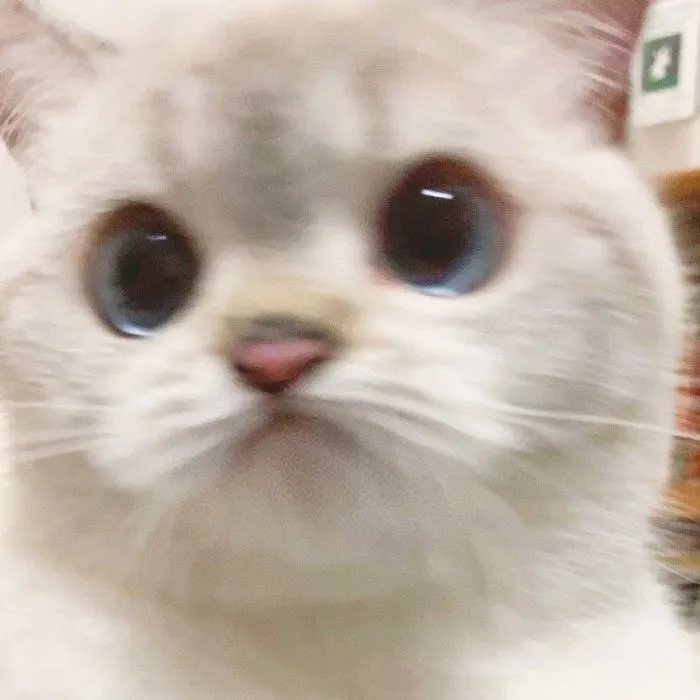 This Cat Is So Expressive, There's No Need To Even Describe Her Emotions As They're Obvious (34 Pics)