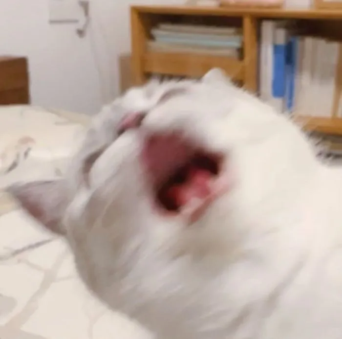 This Cat Is So Expressive, There's No Need To Even Describe Her Emotions As They're Obvious (34 Pics)