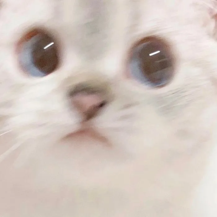 This Cat Is So Expressive, There's No Need To Even Describe Her Emotions As They're Obvious (34 Pics)