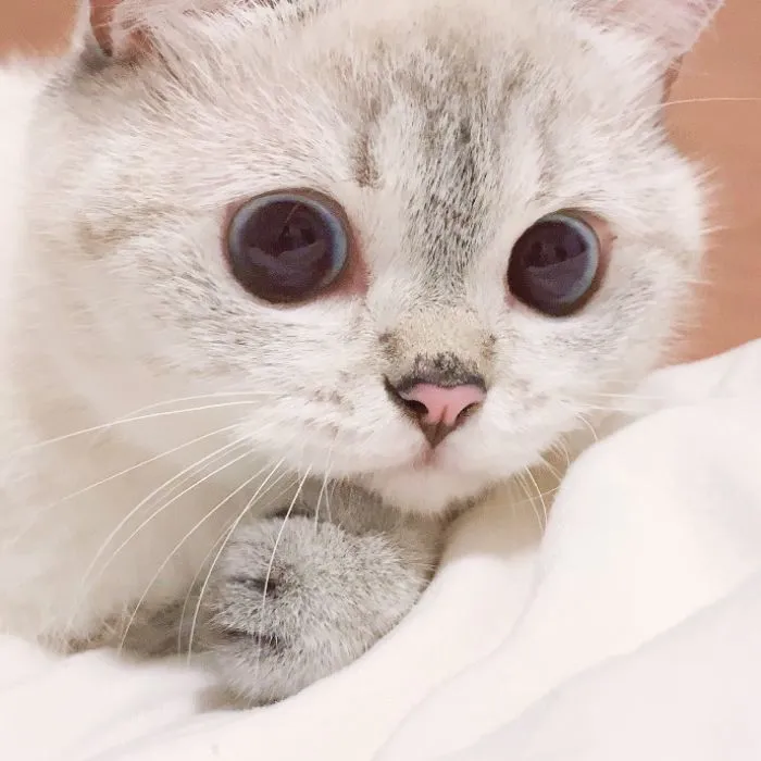 This Cat Is So Expressive, There's No Need To Even Describe Her Emotions As They're Obvious (34 Pics)