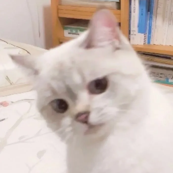 This Cat Is So Expressive, There's No Need To Even Describe Her Emotions As They're Obvious (34 Pics)