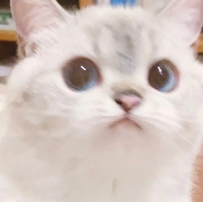 This Cat Is So Expressive, There's No Need To Even Describe Her Emotions As They're Obvious (34 Pics)