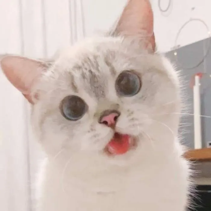 This Cat Is So Expressive, There's No Need To Even Describe Her Emotions As They're Obvious (34 Pics)