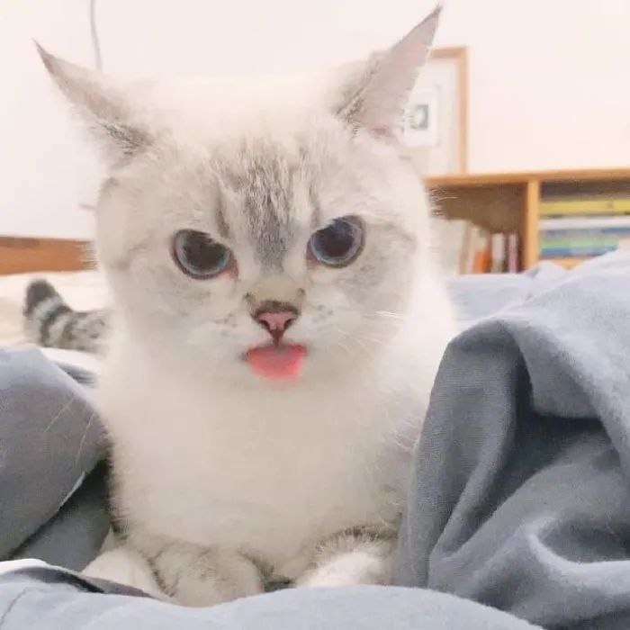 This Cat Is So Expressive, There's No Need To Even Describe Her Emotions As They're Obvious (34 Pics)