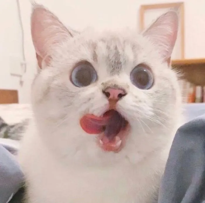 This Cat Is So Expressive, There's No Need To Even Describe Her Emotions As They're Obvious (34 Pics)