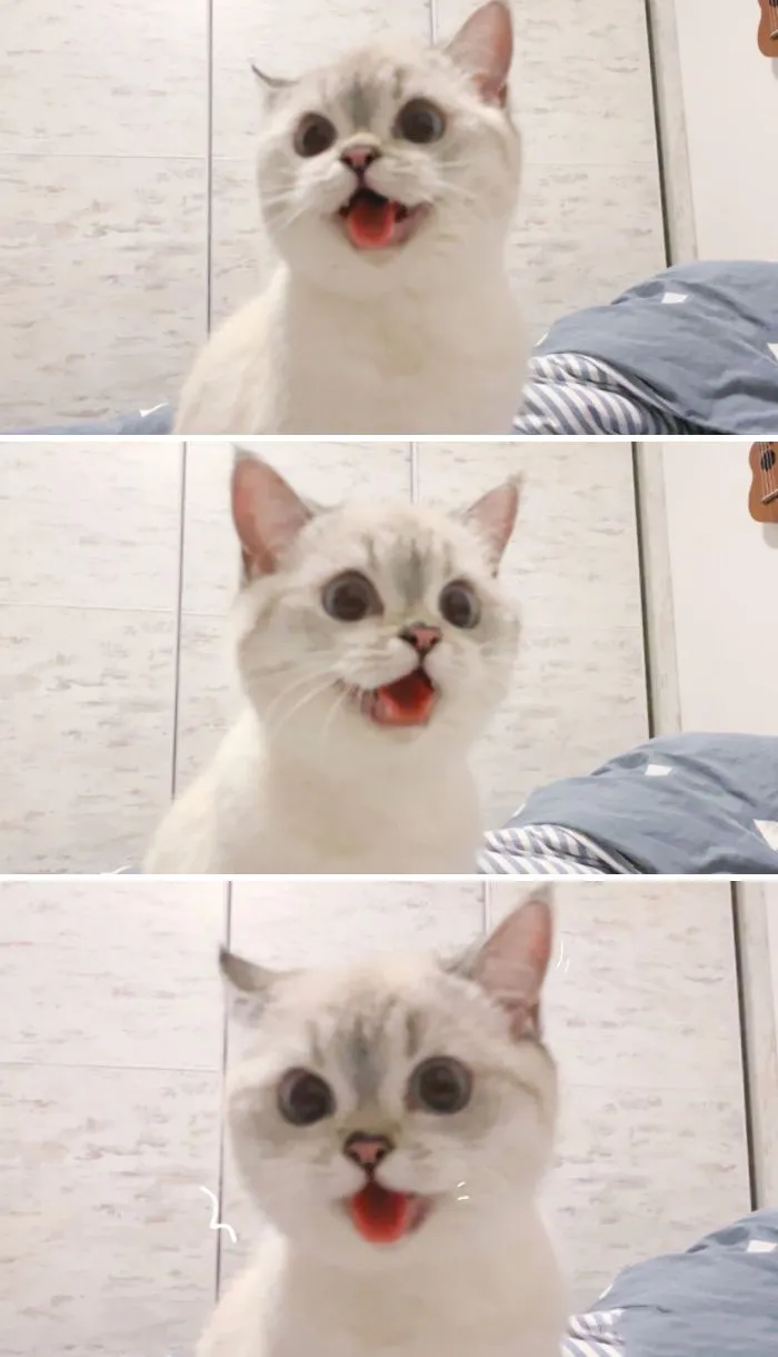 This Cat Is So Expressive, There's No Need To Even Describe Her Emotions As They're Obvious (34 Pics)