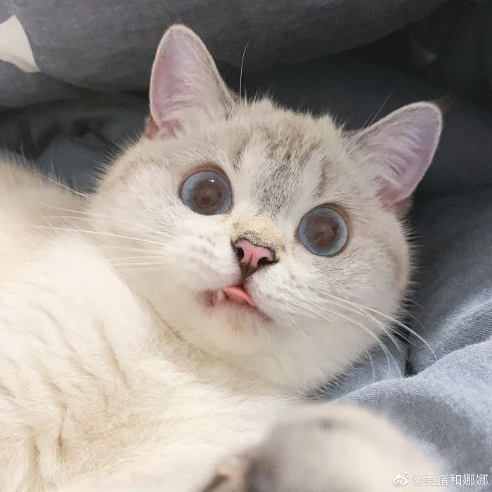 This Cat Is So Expressive, There's No Need To Even Describe Her Emotions As They're Obvious (34 Pics)
