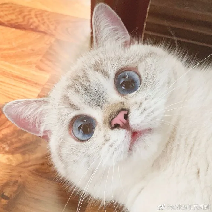 This Cat Is So Expressive, There's No Need To Even Describe Her Emotions As They're Obvious (34 Pics)