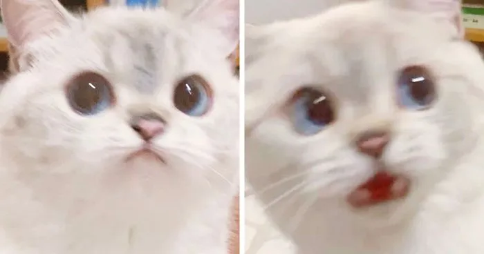 This Cat Is So Expressive, There's No Need To Even Describe Her Emotions As They're Obvious (34 Pics)