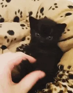 La secuela de Black Panther