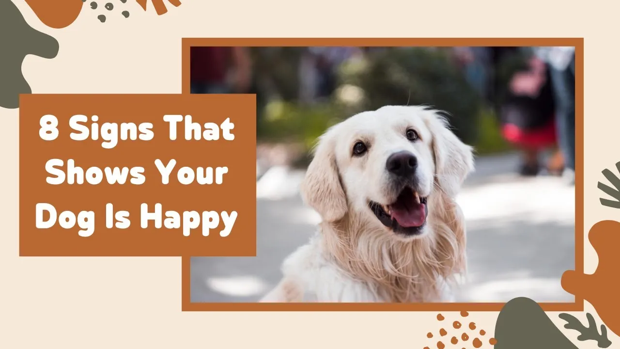 8 Signs That Shows Your Dog Is Happy