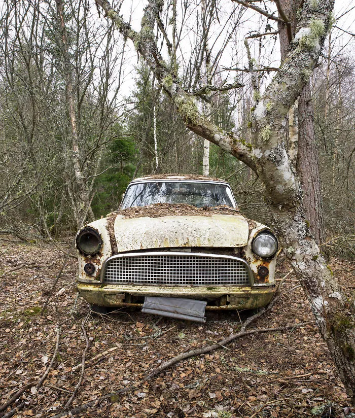 Alone In The Woods