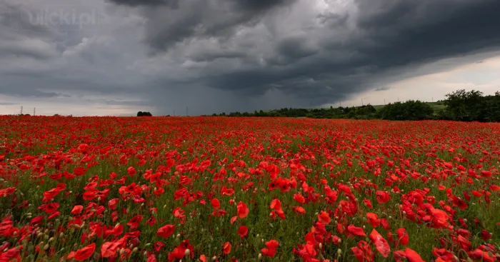 I Photographed Poppy Fields During A Storm (6 Pics)
