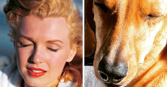 We Compare Our Dog Remy With Celebrities