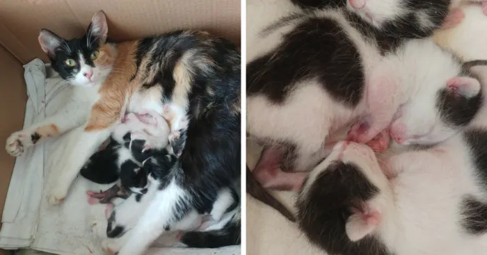 I Captured How A Stray Cat Gave Birth To 5 Lovely Kittens