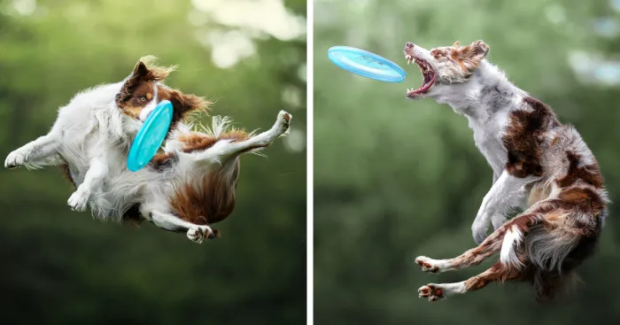 I Photograph Dogs Trying To Catch I Frisbee (12 Pics)