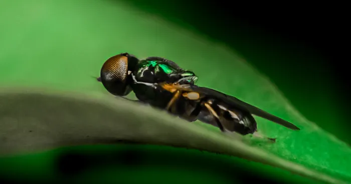 My Micro Photography Pictures Show This World In A Different Way (12 Pics)