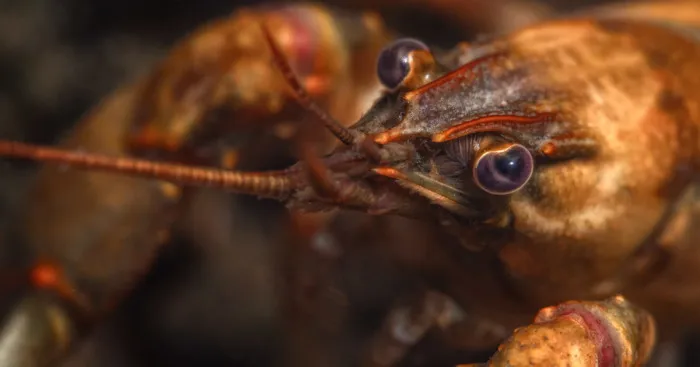 I Capture Crawdad Portraits In My Backyard