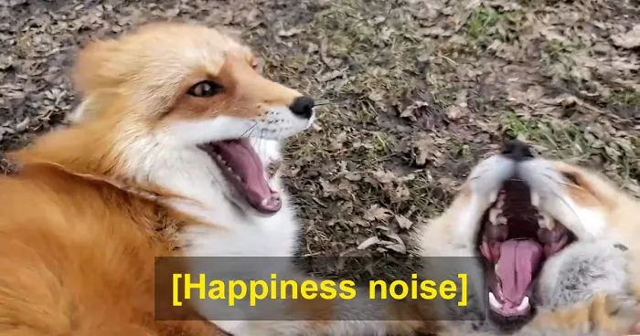Someone Has Recorded How Foxes Sound When They're Enjoying Belly Rubs And It's Too Cute