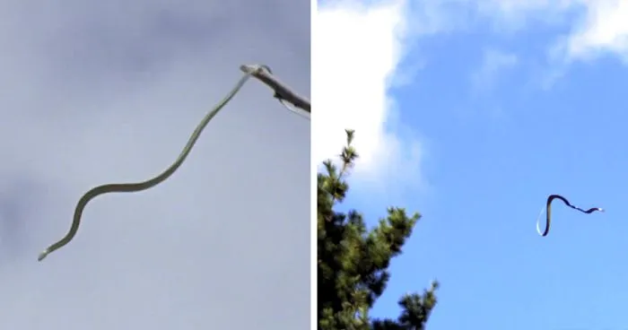 Apparently, Flying Snakes Are Now A Thing And It Proves That 2020 Isn't Done With Us Yet
