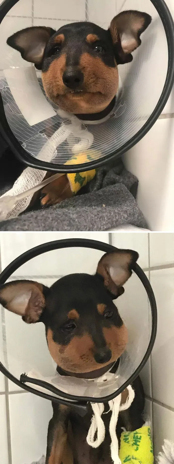 Perro vs serpiente