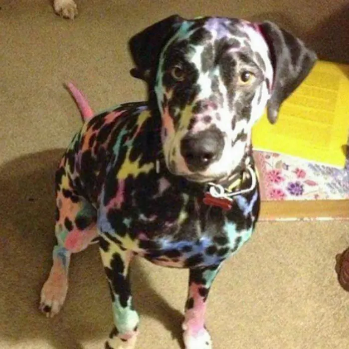 Por eso no hay que dejar a los niños solos con el perro