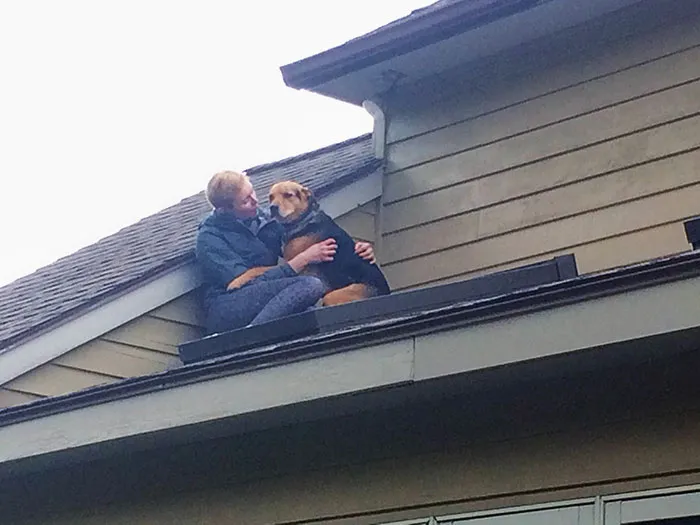 Our Dog Opened The Upstairs Screen Door And Followed Our Cat Onto The Roof. He Required Consoling Before Coming Back Inside