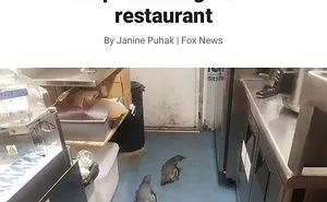 50 Photos Of Animals Having A Worse Day Than You