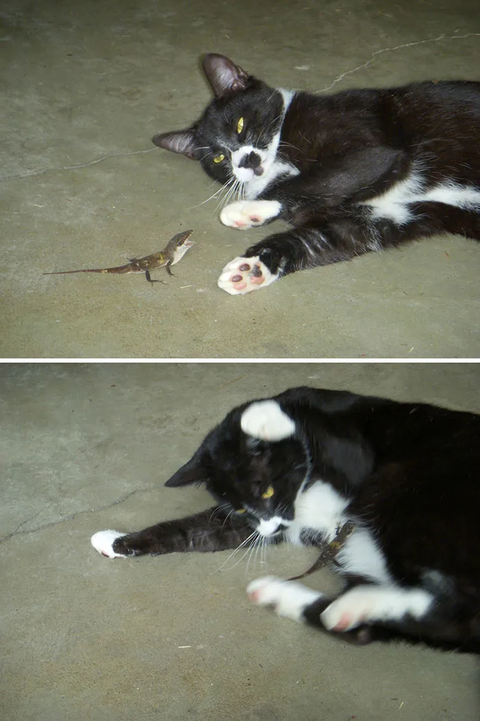 El lagarto valiente