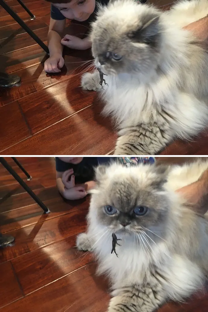 Una lagartija ha mordido a mi gato