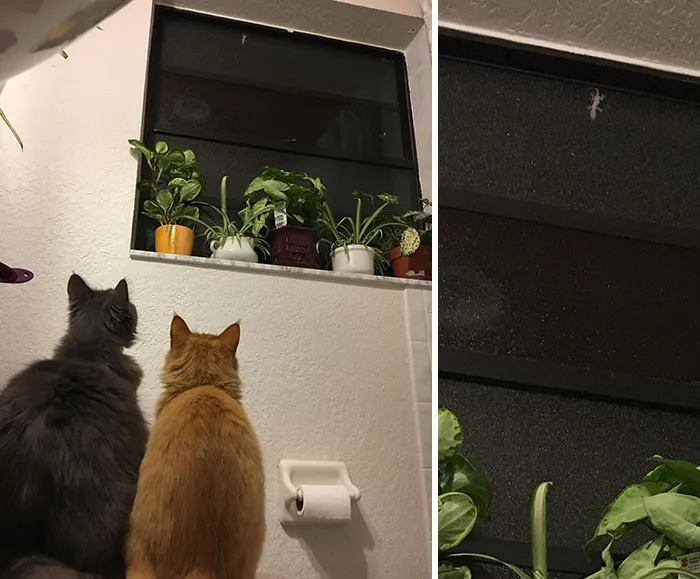 Está en la ventana del baño y no se apartan de ahí por nada