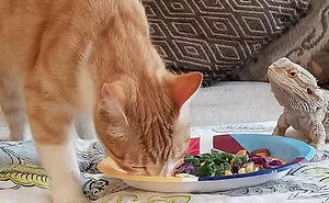 40 Times Cats Met Lizards And It Resulted In These Amusing Pics