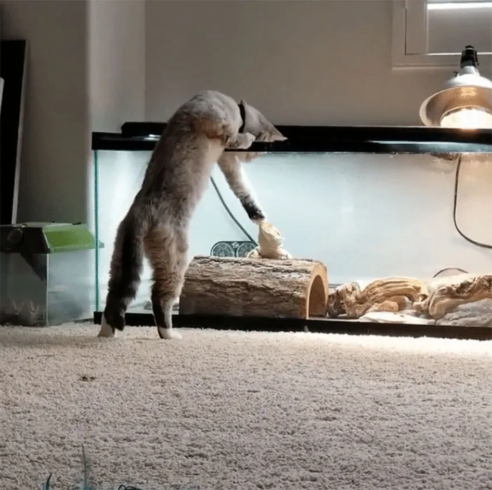 Mi gato saludando al lagarto