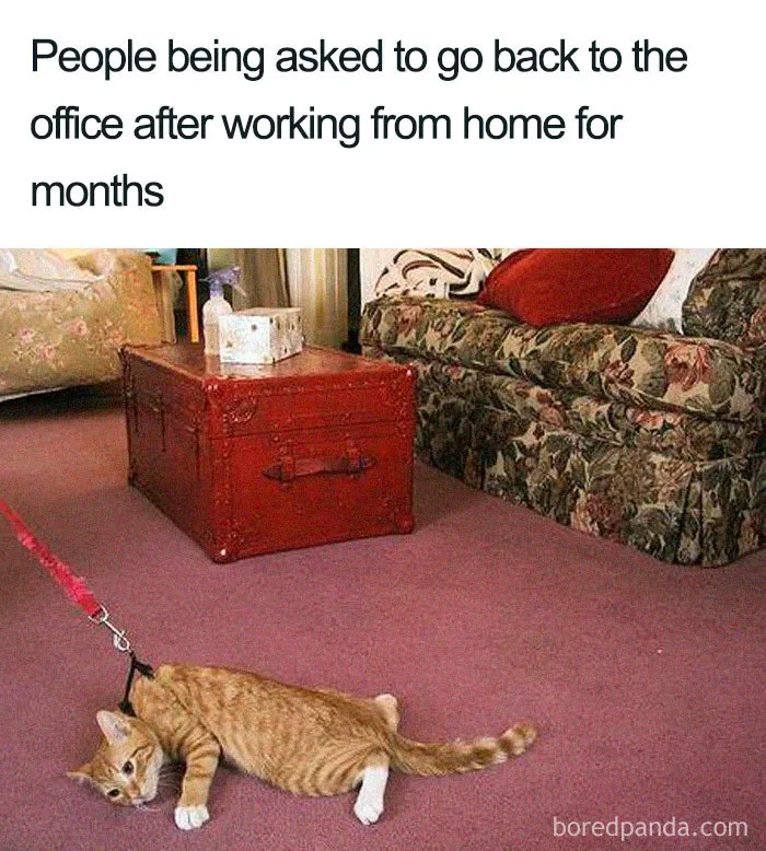 40 Of The Freshest Jokes About The Pandemic To Make You Laugh Or Cry (New Pics)