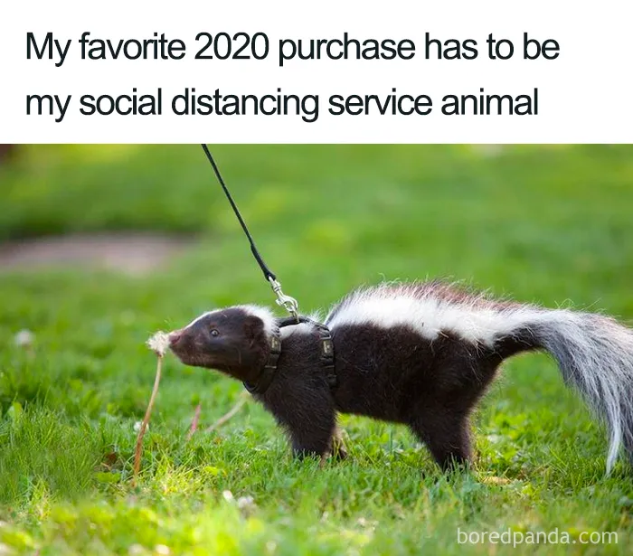 40 Of The Freshest Jokes About The Pandemic To Make You Laugh Or Cry (New Pics)
