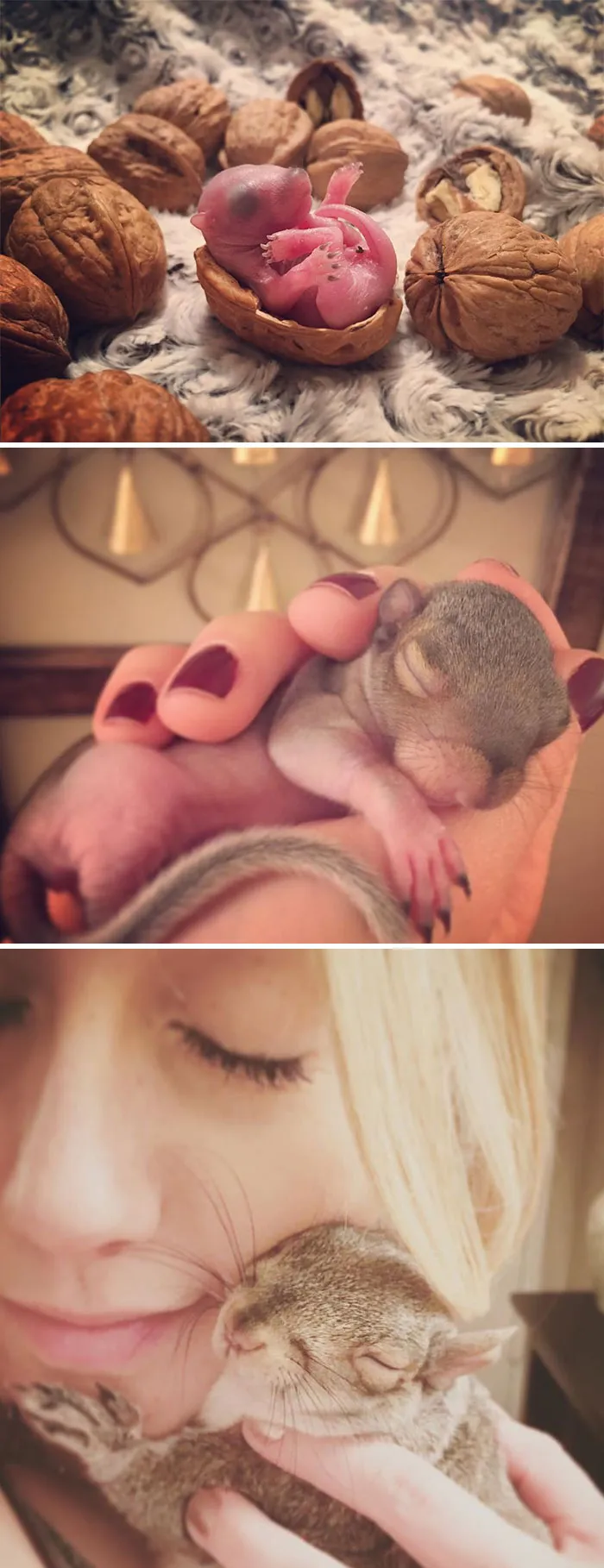 Una ardilla dio a luz en el dormitorio después de que su nido quedara destruido. Esta es Thumbelina