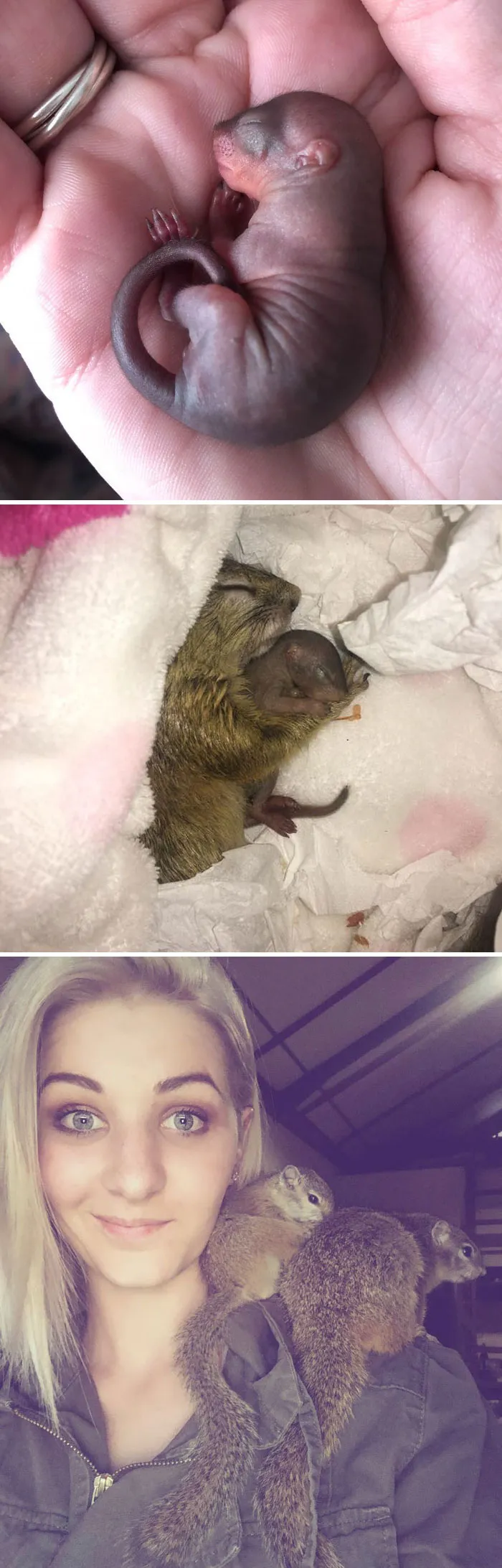 This Wild Squirrel Made A Nest For Her Baby In Her Rescuer’s Drawer