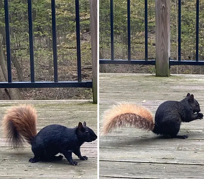 These Two Frequent Nut Stealers Have Cool Frosted Tips