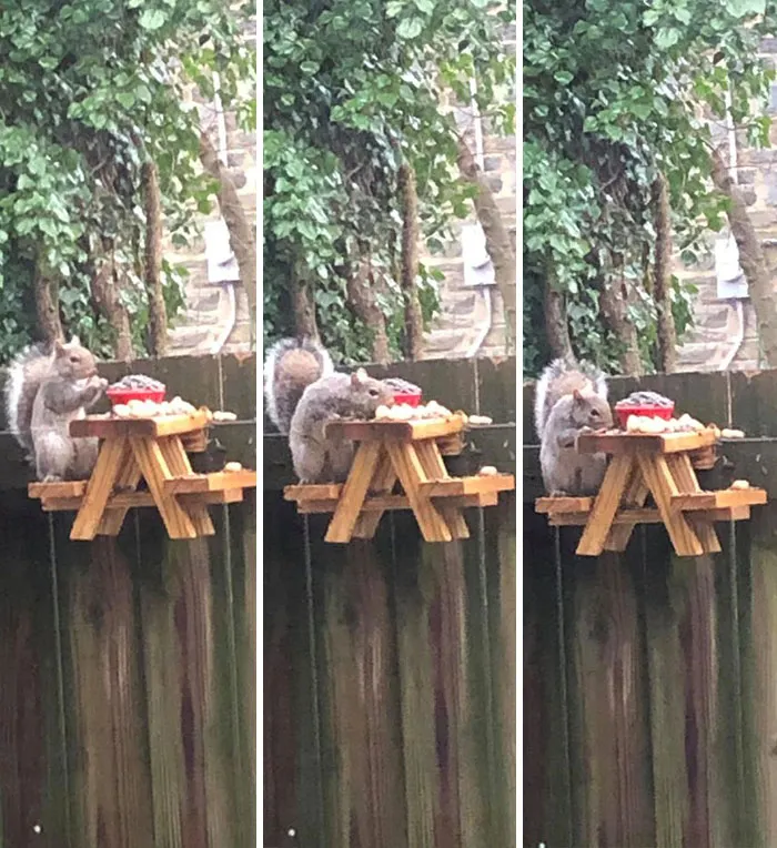 Man Builds Tiny Picnic Table For Squirrels