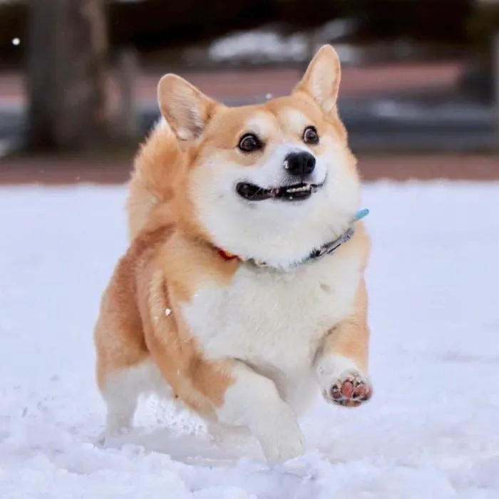 Este es Gen, un corgi japonés cuyas expresiones faciales te alegrarán el día (30 fotos)