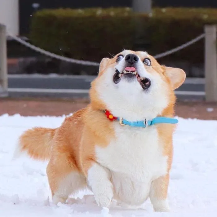 Este es Gen, un corgi japonés cuyas expresiones faciales te alegrarán el día (30 fotos)