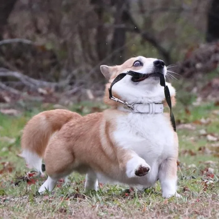 Meet Gen, A Corgi From Japan Whose Facial Expressions Can Instantly Make Your Day (30 Pics)