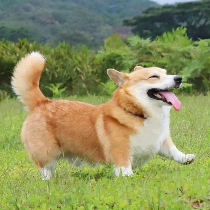 Meet Gen, A Corgi From Japan Whose Facial Expressions Can Instantly Make Your Day (30 Pics)