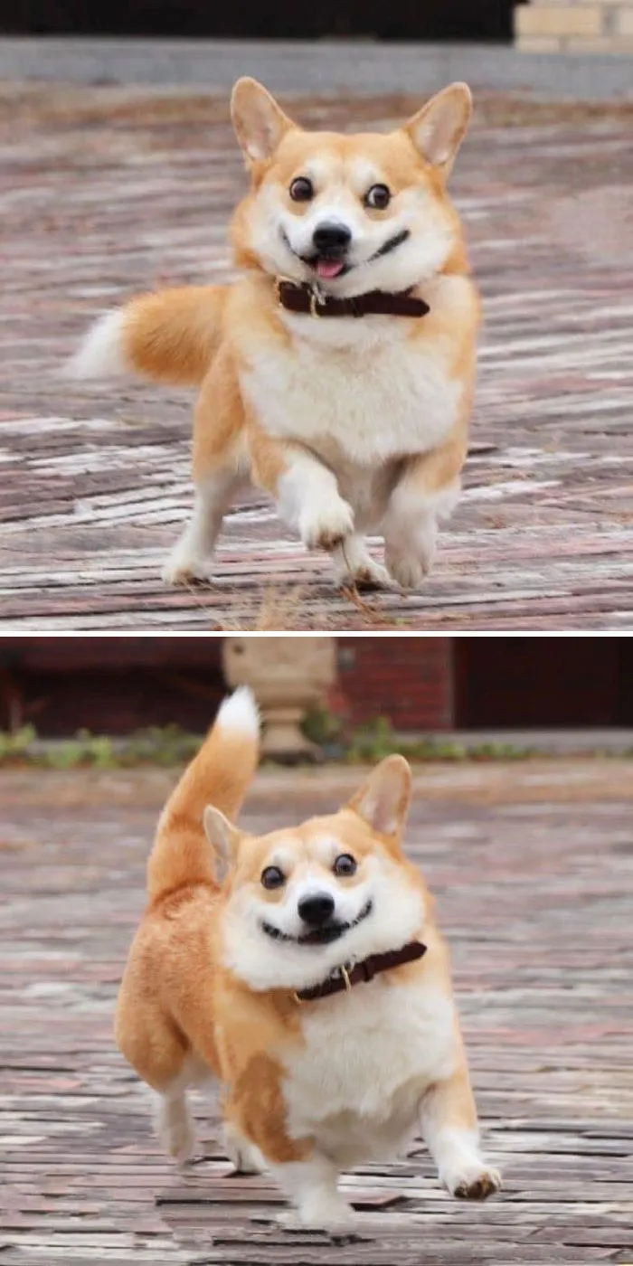 Meet Gen, A Corgi From Japan Whose Facial Expressions Can Instantly Make Your Day (30 Pics)
