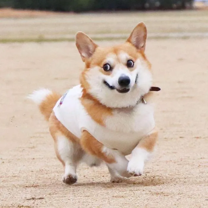 Este es Gen, un corgi japonés cuyas expresiones faciales te alegrarán el día (30 fotos)