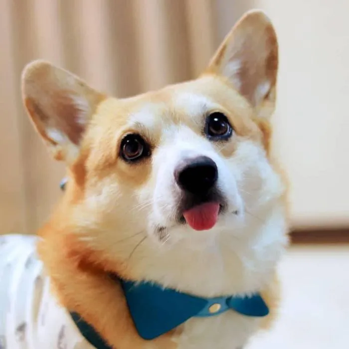 Meet Gen, A Corgi From Japan Whose Facial Expressions Can Instantly Make Your Day (30 Pics)