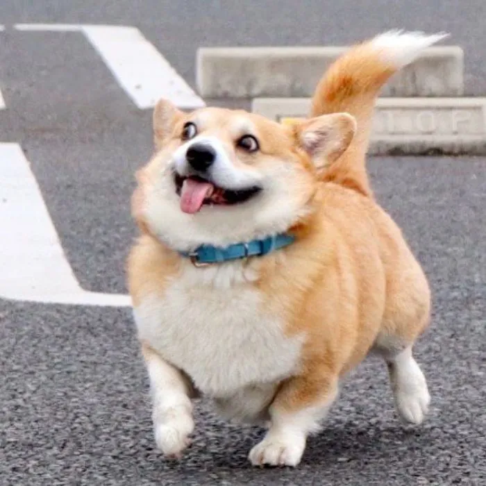 Este es Gen, un corgi japonés cuyas expresiones faciales te alegrarán el día (30 fotos)