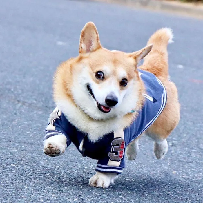 Meet Gen, A Corgi From Japan Whose Facial Expressions Can Instantly Make Your Day (30 Pics)