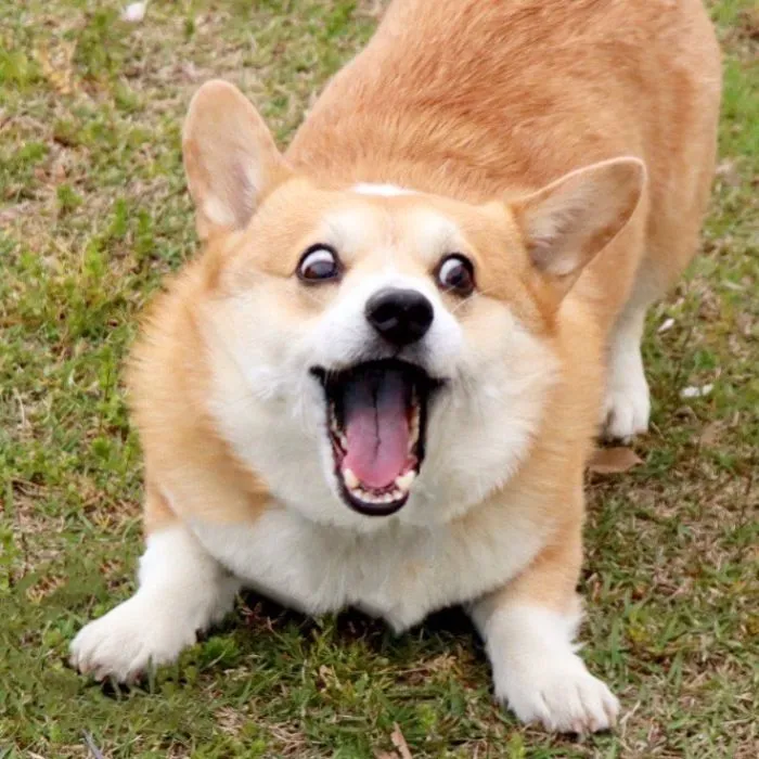 Meet Gen, A Corgi From Japan Whose Facial Expressions Can Instantly Make Your Day (30 Pics)
