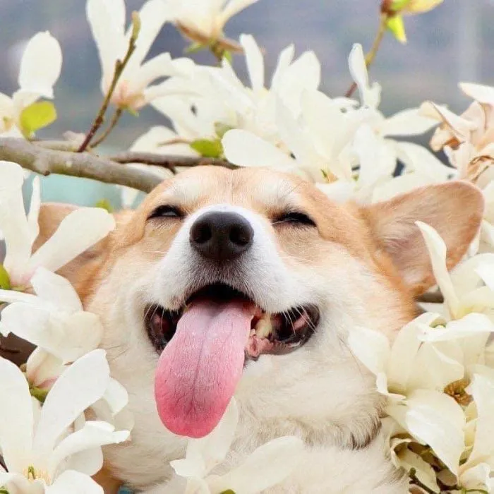 Meet Gen, A Corgi From Japan Whose Facial Expressions Can Instantly Make Your Day (30 Pics)